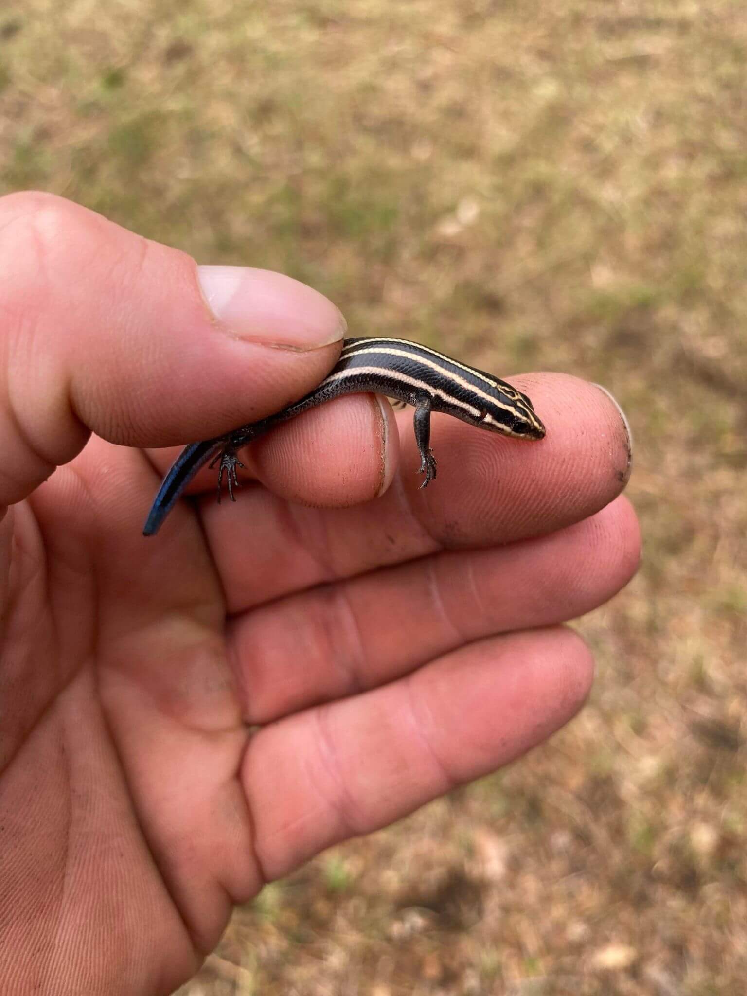 A lizard found on the campsite