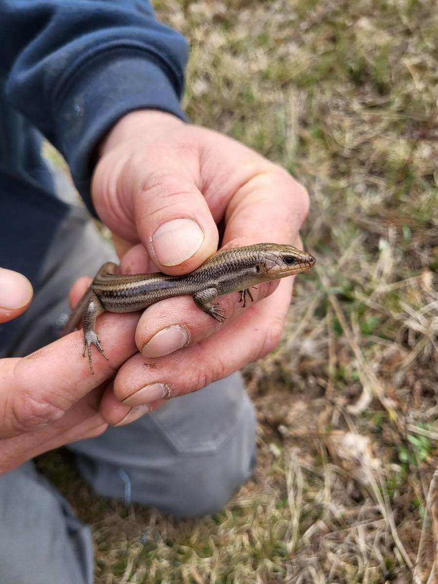 A second lizard found at camp